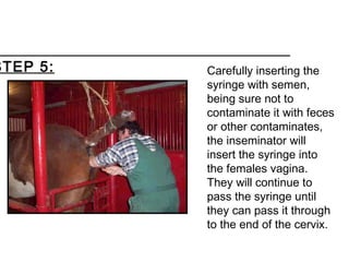 Carefully inserting the
syringe with semen,
being sure not to
contaminate it with feces
or other contaminates,
the inseminator will
insert the syringe into
the females vagina.
They will continue to
pass the syringe until
they can pass it through
to the end of the cervix.
STEP 5:
 