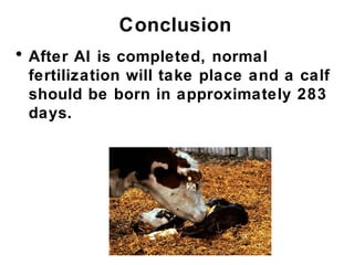 Conclusion
• After AI is completed, normal
fertilization will take place and a calf
should be born in approximately 283
days.
 