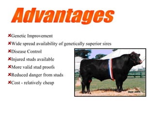 Genetic Improvement
Wide spread availability of genetically superior sires
Disease Control
Injured studs available
More valid stud proofs
Reduced danger from studs
Cost - relatively cheap
 
