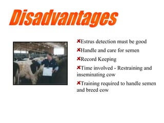 Estrus detection must be good
Handle and care for semen
Record Keeping
Time involved - Restraining and
inseminating cow
Training required to handle semen
and breed cow
 