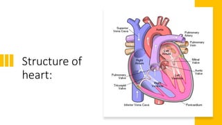 Structure of
heart:
 