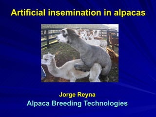Artificial insemination in alpacas Jorge Reyna Alpaca Breeding Technologies 