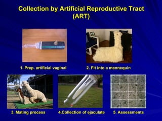 Collection by Artificial Reproductive Tract (ART) 1. Prep. artificial vaginal 2. Fit into a mannequin   3. Mating process 4.Collection of ejaculate 5 .  Assessments 