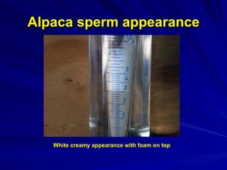 Alpaca sperm appearance White creamy appearance with foam on top 