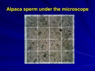 Alpaca sperm under the microscope 