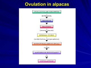 Ovulation in alpacas 