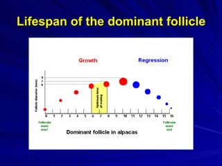 Lifespan of the dominant follicle 