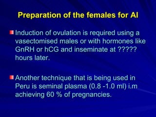 Preparation of the females for AI Induction of ovulation is required using a vasectomised males or with hormones like GnRH or hCG and inseminate at ????? hours later. Another technique that is being used in Peru is seminal plasma (0.8 -1.0 ml) i.m achieving 60 % of pregnancies. 