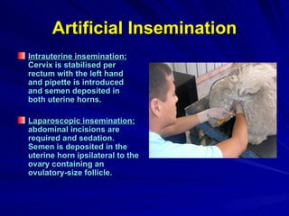Artificial Insemination Intrauterine insemination:  Cervix is stabilised per rectum with the left hand and pipette is introduced and semen deposited in both uterine horns. Laparoscopic insemination:  abdominal incisions are required and sedation. Semen is deposited in the uterine horn ipsilateral to the ovary containing an ovulatory-size follicle. 