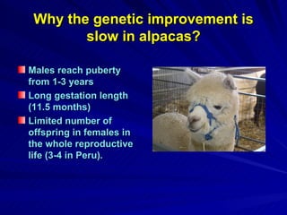 Why the genetic improvement is slow in alpacas? Males reach puberty from 1-3 years Long gestation length (11.5 months) Limited number of offspring in females in the whole reproductive life (3-4 in Peru). 