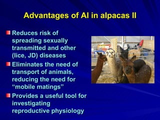 Advantages of AI in alpacas II Reduces risk of spreading sexually transmitted and other (lice, JD) diseases Eliminates the need of transport of animals, reducing the need for “mobile matings” Provides a useful tool for investigating reproductive physiology 