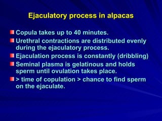 Ejaculatory process in alpacas Copula takes up to 40 minutes. Urethral contractions are distributed evenly during the ejaculatory process. Ejaculation process is constantly (dribbling) Seminal plasma is gelatinous and holds sperm until ovulation takes place. > time of copulation > chance to find sperm on the ejaculate. 