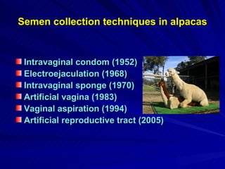 Semen collection techniques in alpacas Intravaginal condom (1952) Electroejaculation (1968) Intravaginal sponge (1970) Artificial vagina (1983)  Vaginal aspiration (1994) Artificial reproductive tract (2005) 
