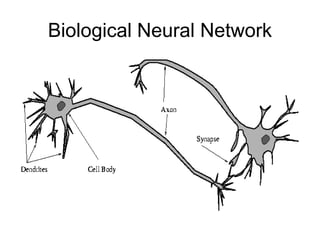 Biological Neural Network
 
