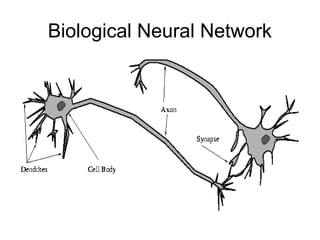 Biological Neural Network
 