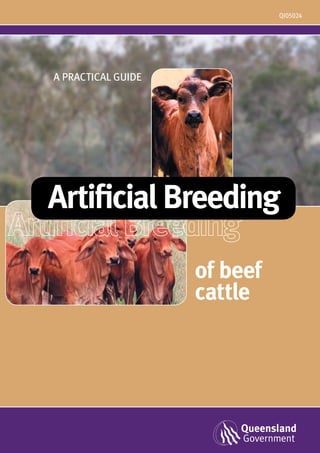 QI05024
of beef
cattle
A PRACTICAL GUIDE
Artificial Breeding
 