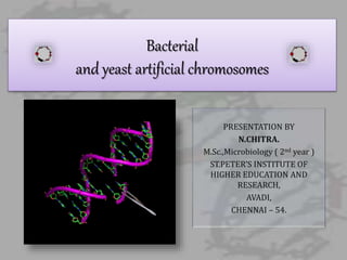 Bacterial
and yeast artificial chromosomes
PRESENTATION BY
N.CHITRA.
M.Sc.,Microbiology ( 2nd year )
ST.PETER’S INSTITUTE OF
HIGHER EDUCATION AND
RESEARCH,
AVADI,
CHENNAI – 54.
 