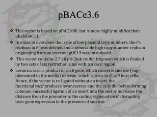 Modified Rey Pbac Artificial chromosomes - YAC and BAC | PPTX