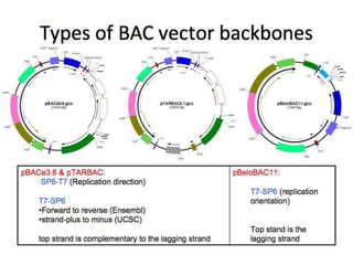 Bacc Pattern Artificial chromosomes - YAC and BAC | PPTX