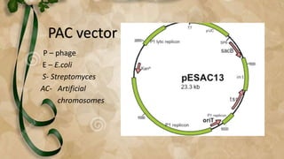 Pac Vector Structure Artificial chromosomes | PPTX