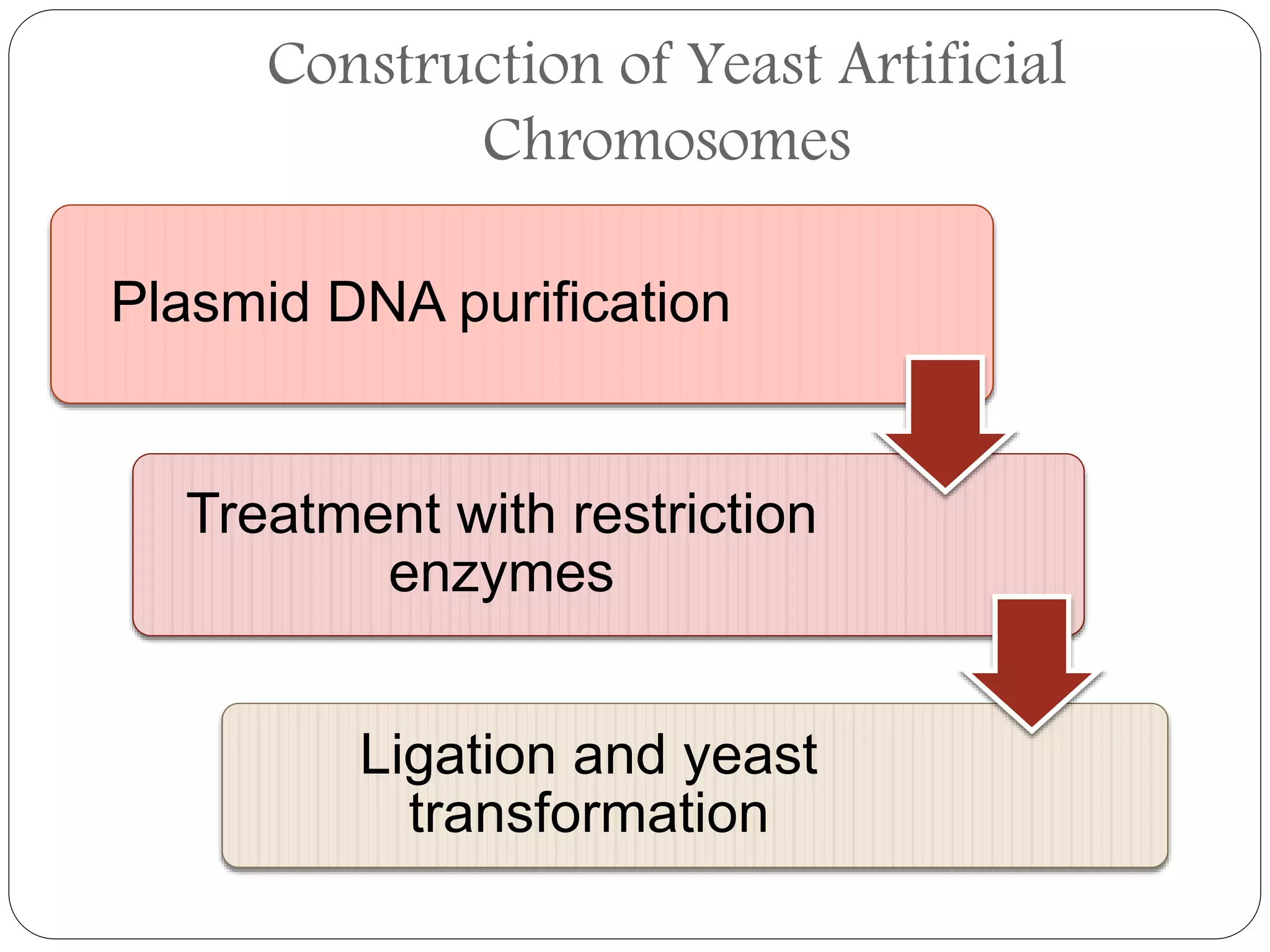 Yeast Artificial Chromosomes (YACs) | PPTX