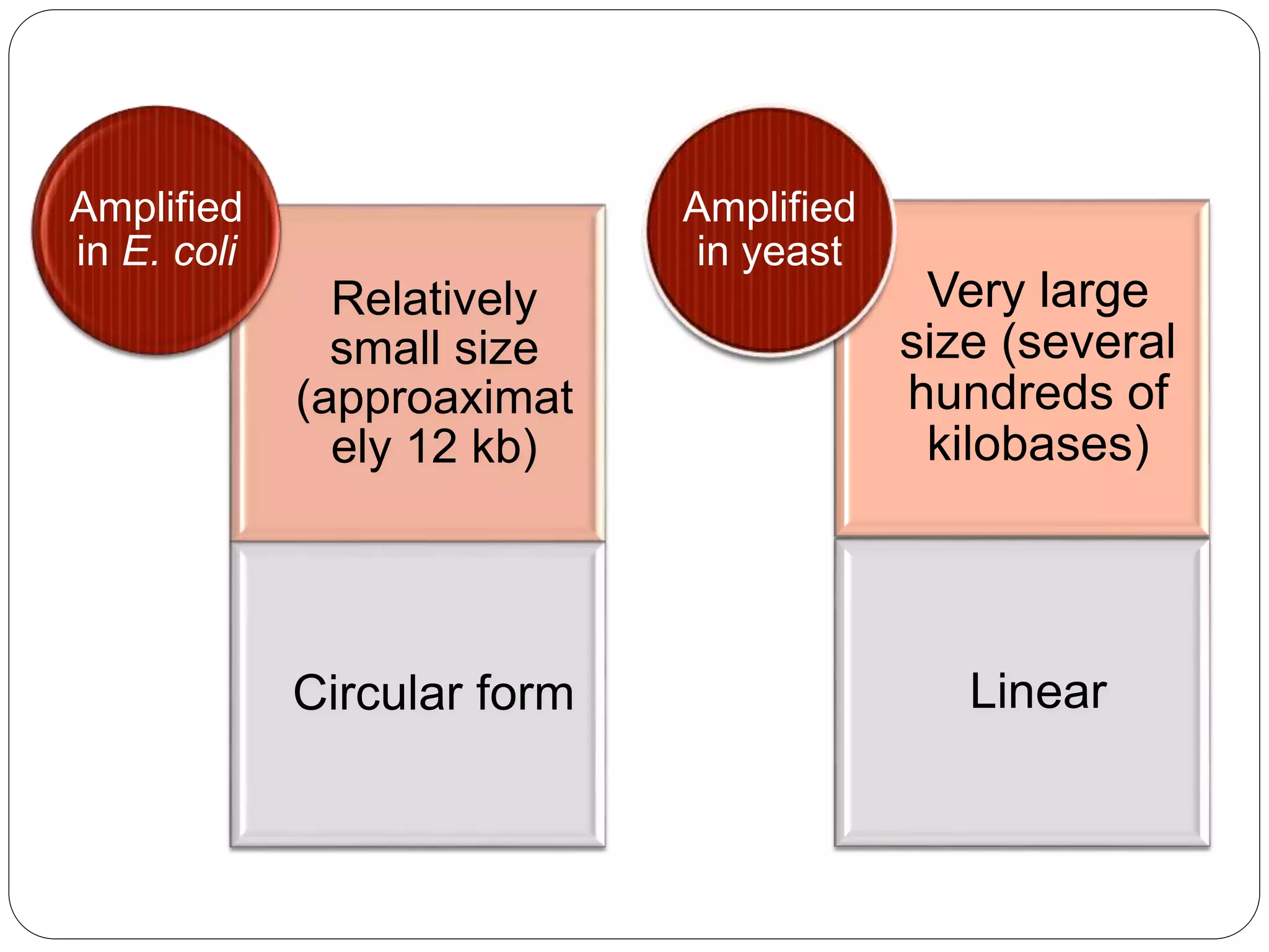 Yeast Artificial Chromosomes (YACs) | PPTX