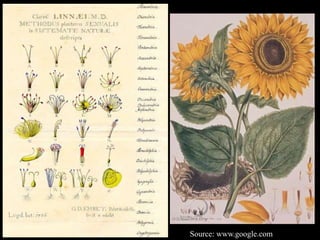 Source: www.google.com
 