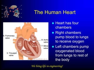 The Human Heart
                   Heart has four
                    chambers
                   Right chambers
                    pump blood to lungs
                    to receive oxygen
                   Left chambers pump
                    oxygenated blood
                    from lungs to rest of
                    the body
We bring life to engineering!
 
