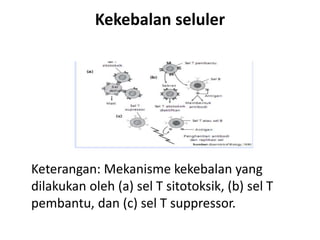 Kekebalan seluler
Keterangan: Mekanisme kekebalan yang
dilakukan oleh (a) sel T sitotoksik, (b) sel T
pembantu, dan (c) sel T suppressor.
 