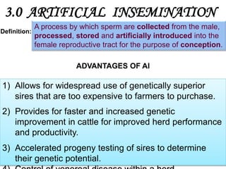 3.0 ARTIFICIAL INSEMINATION
Definition:
A process by which sperm are collected from the male,
processed, stored and artificially introduced into the
female reproductive tract for the purpose of conception.
1) Allows for widespread use of genetically superior
sires that are too expensive to farmers to purchase.
2) Provides for faster and increased genetic
improvement in cattle for improved herd performance
and productivity.
3) Accelerated progeny testing of sires to determine
their genetic potential.
ADVANTAGES OF AI
 