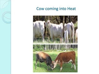 Cow coming into Heat
 