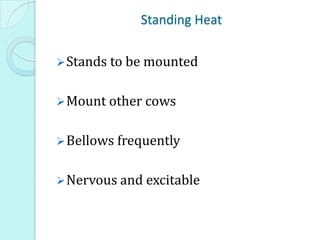 Standing Heat
Stands to be mounted
Mount other cows
Bellows frequently
Nervous and excitable
 