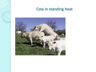 Cow in standing heat
 