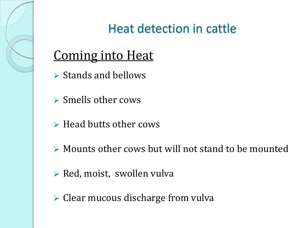 Artificial insemination in cattle