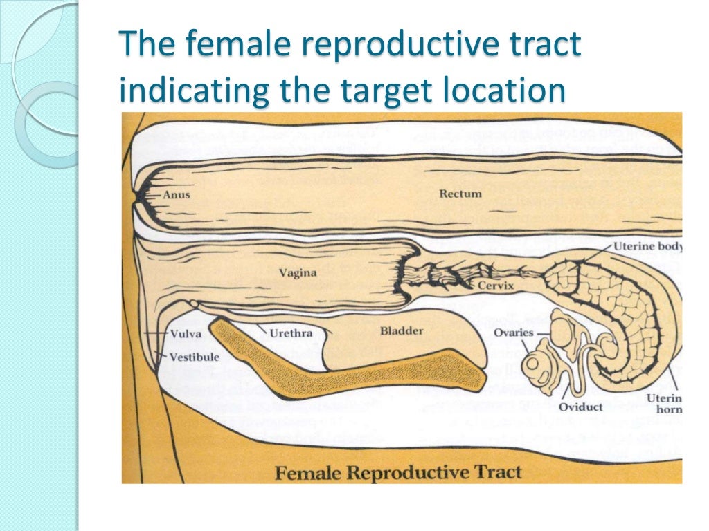 What is artificial insemination in cows at henry gale blog