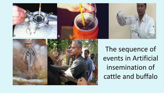 Artificial insemination techniques in farm and pet animals | PDF ...