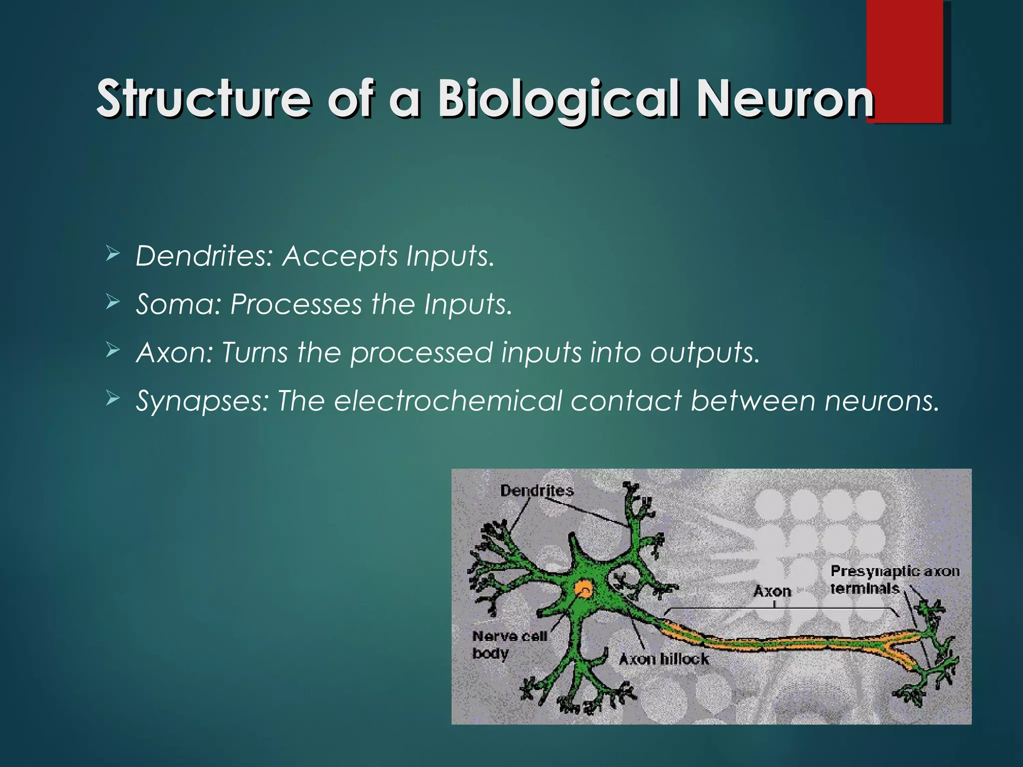 Structure of a Biological NeuronStructure of a Biological Neuron
 Dendrites: Accepts Inputs.
 Soma: Processes the Inputs.
 Axon: Turns the processed inputs into outputs.
 Synapses: The electrochemical contact between neurons.
 