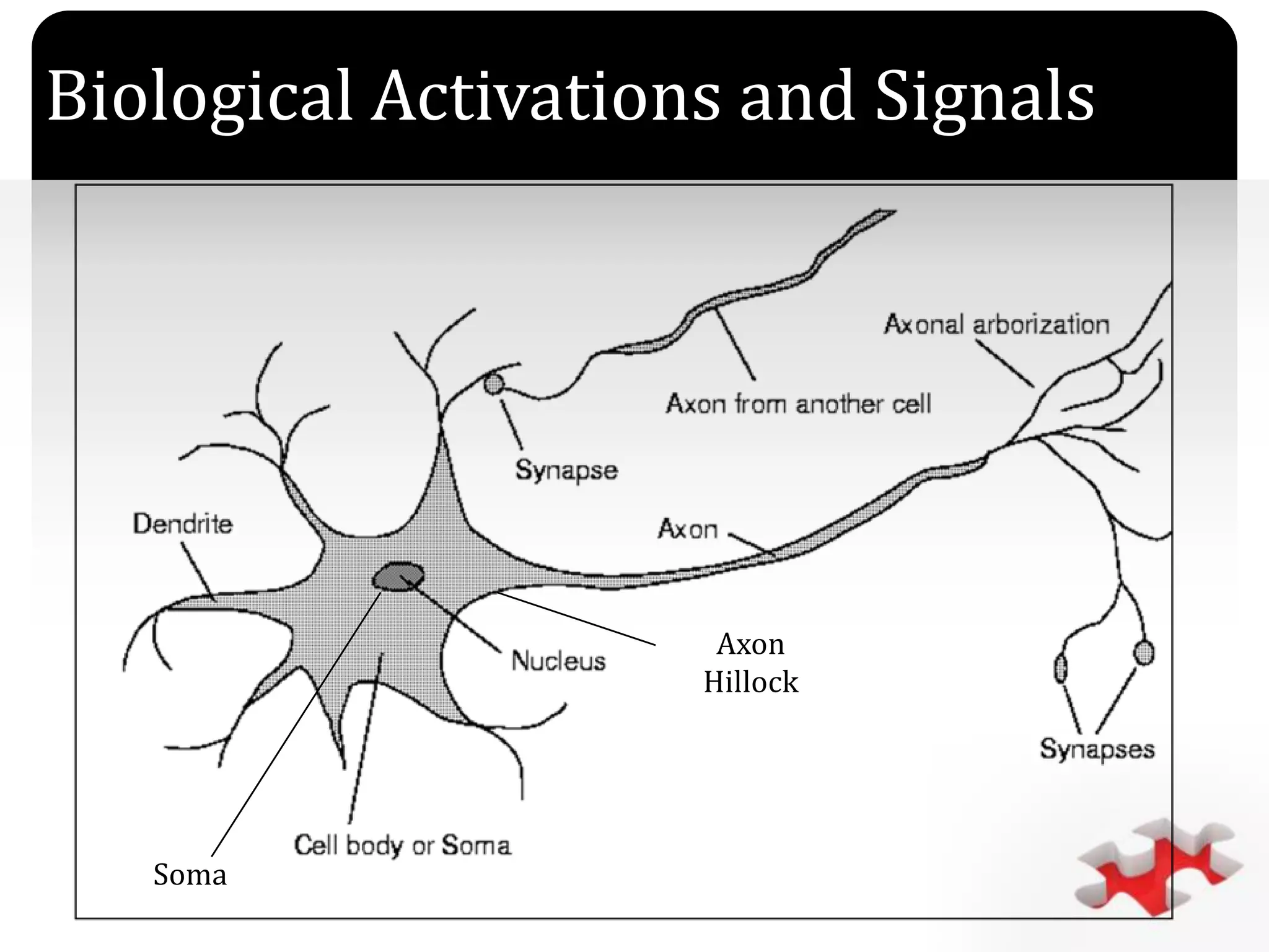 `
Soma
Biological Activations and Signals
Axon
Hillock
 