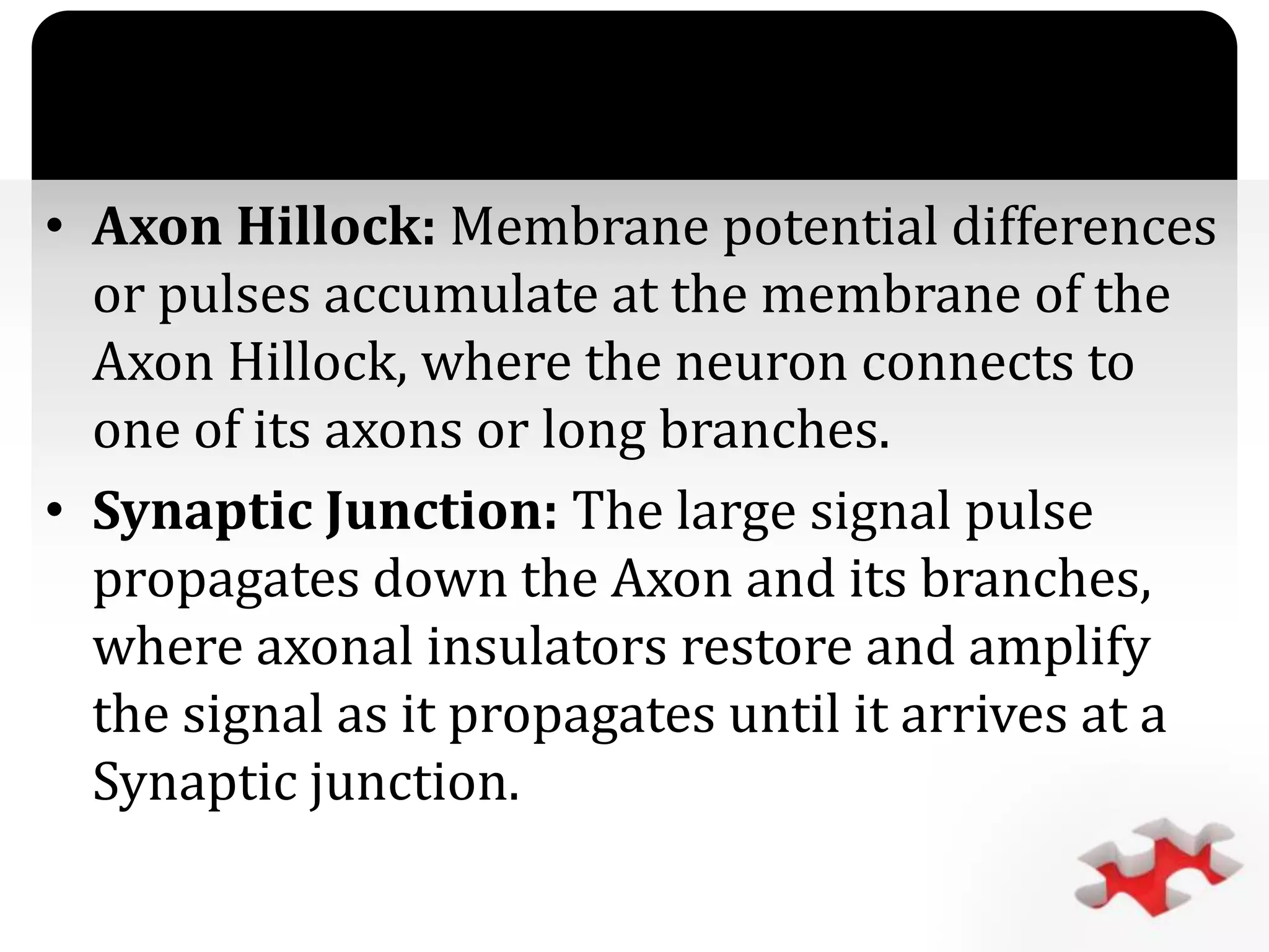 `
• Axon Hillock: Membrane potential differences
or pulses accumulate at the membrane of the
Axon Hillock, where the neuron connects to
one of its axons or long branches.
• Synaptic Junction: The large signal pulse
propagates down the Axon and its branches,
where axonal insulators restore and amplify
the signal as it propagates until it arrives at a
Synaptic junction.
 