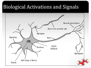 `
Soma
Biological Activations and Signals
Axon
Hillock
 