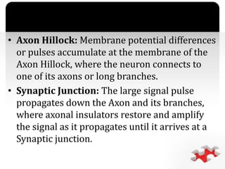 `
• Axon Hillock: Membrane potential differences
or pulses accumulate at the membrane of the
Axon Hillock, where the neuron connects to
one of its axons or long branches.
• Synaptic Junction: The large signal pulse
propagates down the Axon and its branches,
where axonal insulators restore and amplify
the signal as it propagates until it arrives at a
Synaptic junction.
 