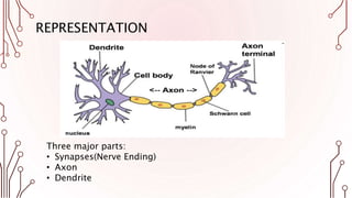 REPRESENTATION
Three major parts:
• Synapses(Nerve Ending)
• Axon
• Dendrite
 