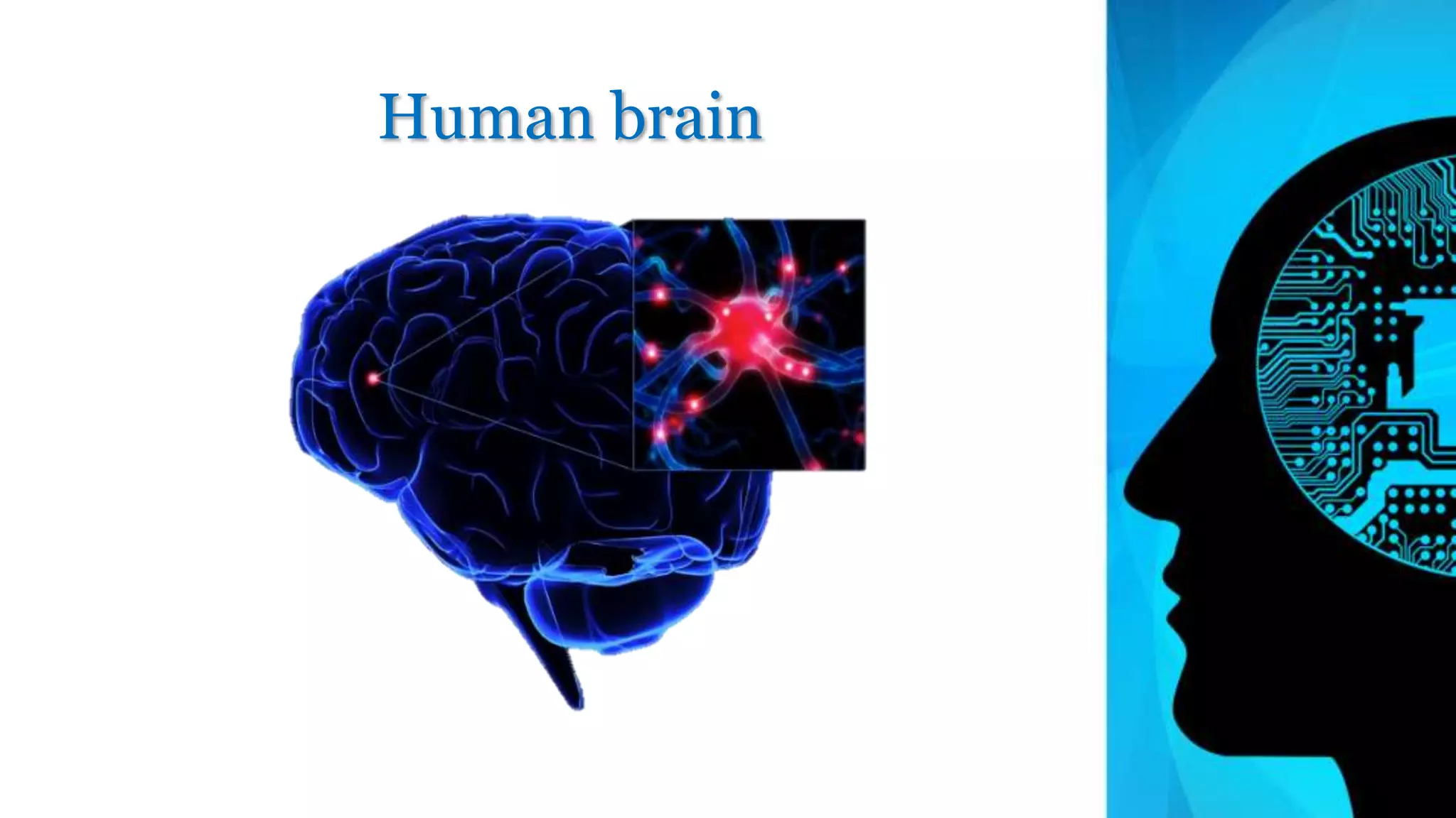 Human brain
 