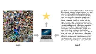 tiger shark, hammerhead, hammerhead shark, electric
ray, crampfish, numbfish, torpedo, stingray, cock, hen,
ostrich, brambling, goldfinch, Carduelis carduelis,
house finch, linnet, junco, snowbird, indigo bunting,
indigo finch, indigo bird, Passerina cyanea, robin,
American robin, Turdus migratorius, bulbul, jay,
magpie, chickadee, water ouzel, dipper, kite, bald
eagle, American eagle, Haliaeetus leucocephalus,
vulture, great grey owl, great gray owl, Strix nebulosa,
European fire salamander, Salamandra salamandra,
common newt, Triturus vulgaris, eft, spotted
salamander, Ambystoma maculatum, axolotl, mud
puppy, Ambystoma mexicanum, bullfrog, Rana
catesbeiana, tree frog, tree-frog, tailed frog, bell toad,
ribbed toad, tailed toad, Ascaphus trui, loggerhead,
loggerhead turtle, Caretta caretta, leatherback turtle,
leatherback, leathery turtle, Dermochelys coriacea,
mud turtle, terrapin, box turtle, box tortoise, banded
gecko, common iguana, hognose snake, puff adder
input output
★
 