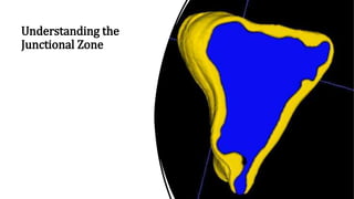 Understanding the
Junctional Zone
 