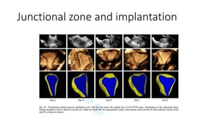 Junctional zone and implantation
 
