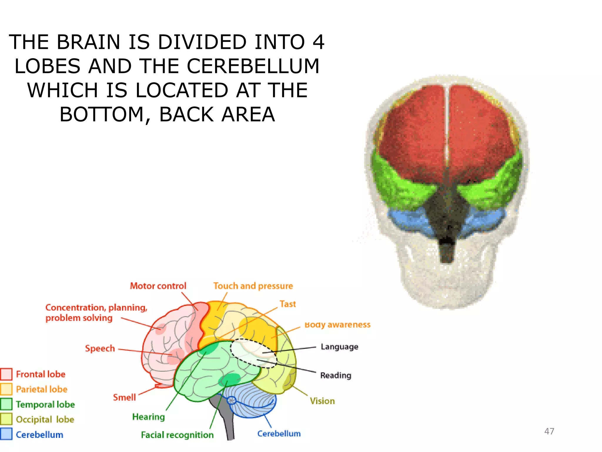 THE BRAIN IS DIVIDED INTO 4
LOBES AND THE CEREBELLUM
WHICH IS LOCATED AT THE
BOTTOM, BACK AREA
47
 