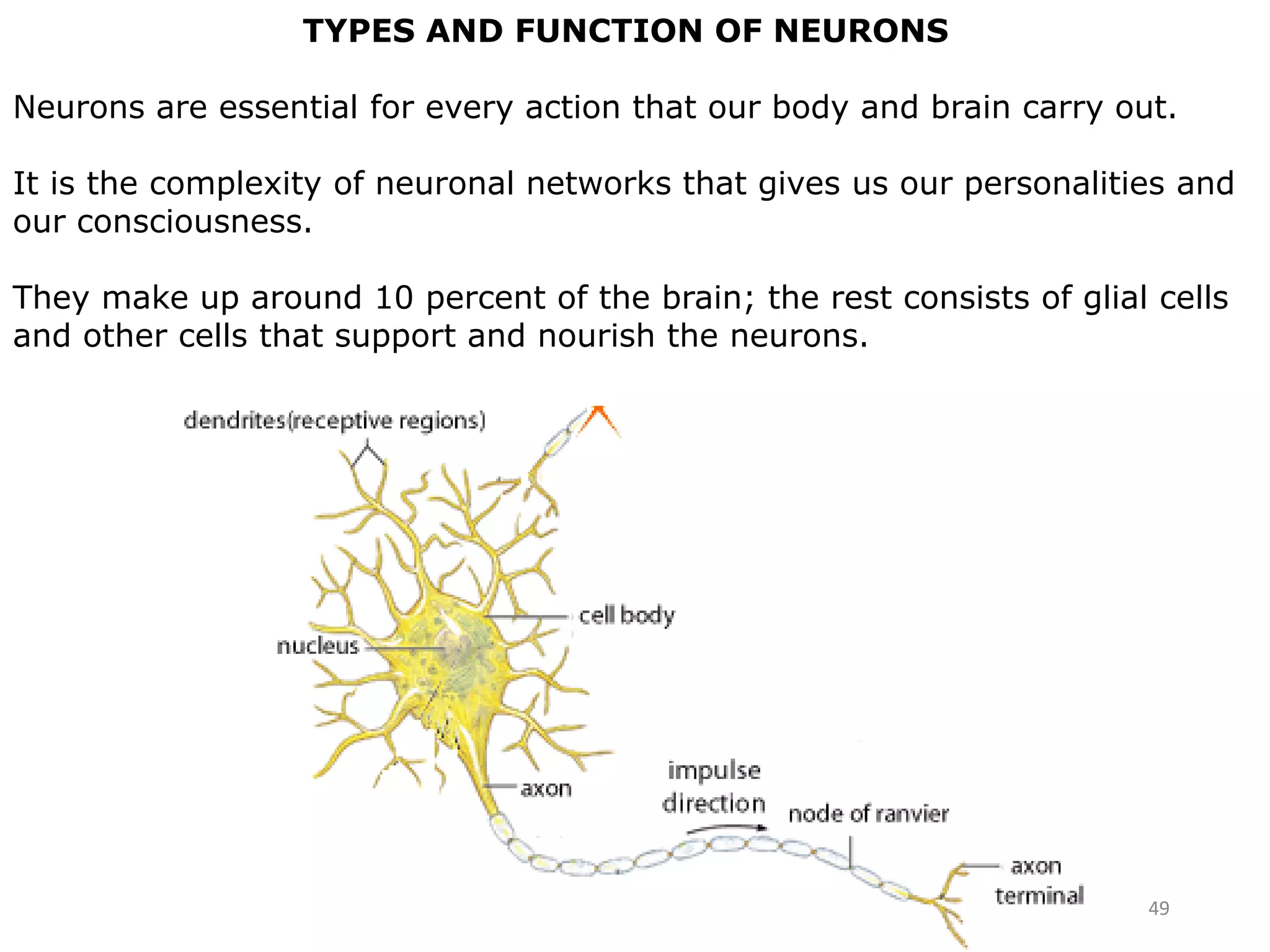 49
TYPES AND FUNCTION OF NEURONS
Neurons are essential for every action that our body and brain carry out.
It is the complexity of neuronal networks that gives us our personalities and
our consciousness.
They make up around 10 percent of the brain; the rest consists of glial cells
and other cells that support and nourish the neurons.
 