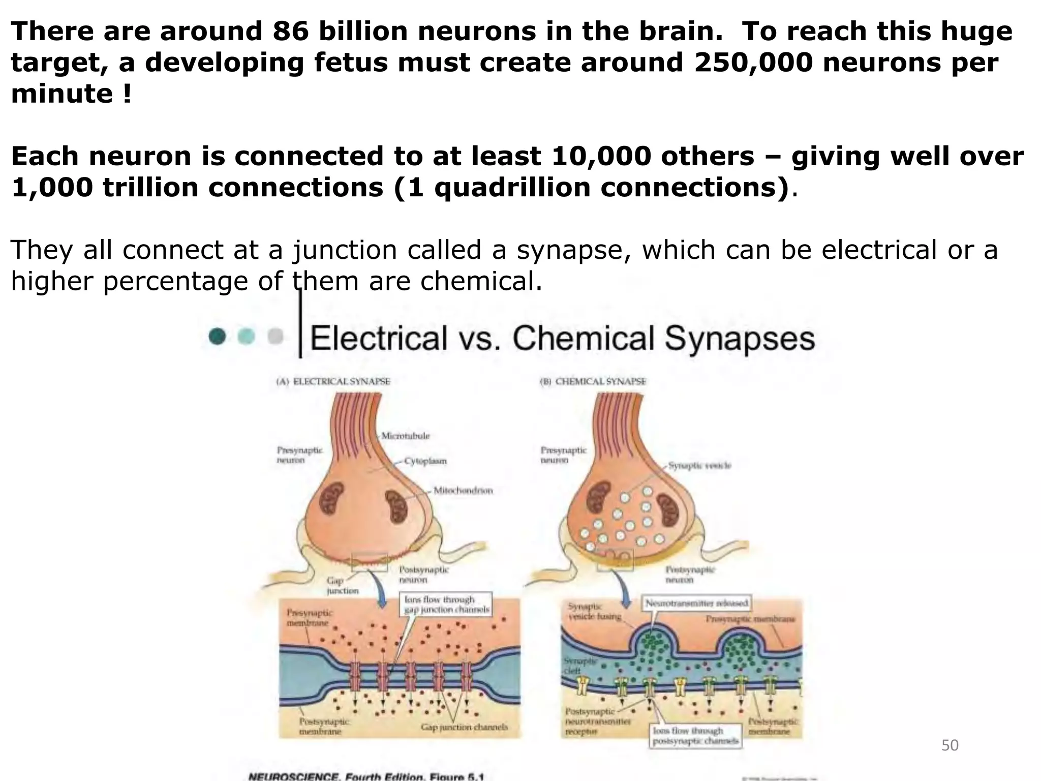 50
There are around 86 billion neurons in the brain. To reach this huge
target, a developing fetus must create around 250,000 neurons per
minute !
Each neuron is connected to at least 10,000 others – giving well over
1,000 trillion connections (1 quadrillion connections).
They all connect at a junction called a synapse, which can be electrical or a
higher percentage of them are chemical.
 