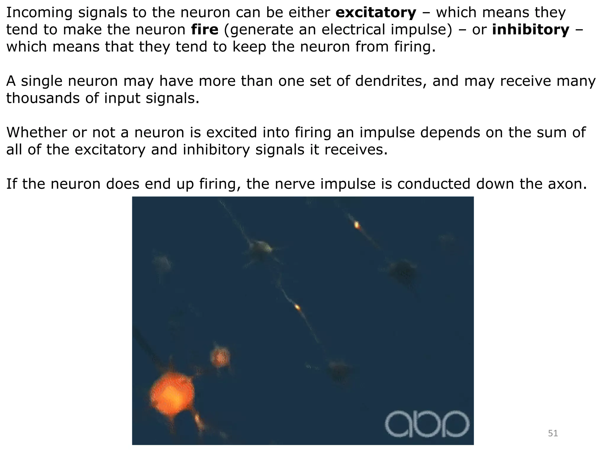 51
Incoming signals to the neuron can be either excitatory – which means they
tend to make the neuron fire (generate an electrical impulse) – or inhibitory –
which means that they tend to keep the neuron from firing.
A single neuron may have more than one set of dendrites, and may receive many
thousands of input signals.
Whether or not a neuron is excited into firing an impulse depends on the sum of
all of the excitatory and inhibitory signals it receives.
If the neuron does end up firing, the nerve impulse is conducted down the axon.
 